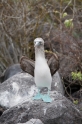 084 Blue-footed booby 02